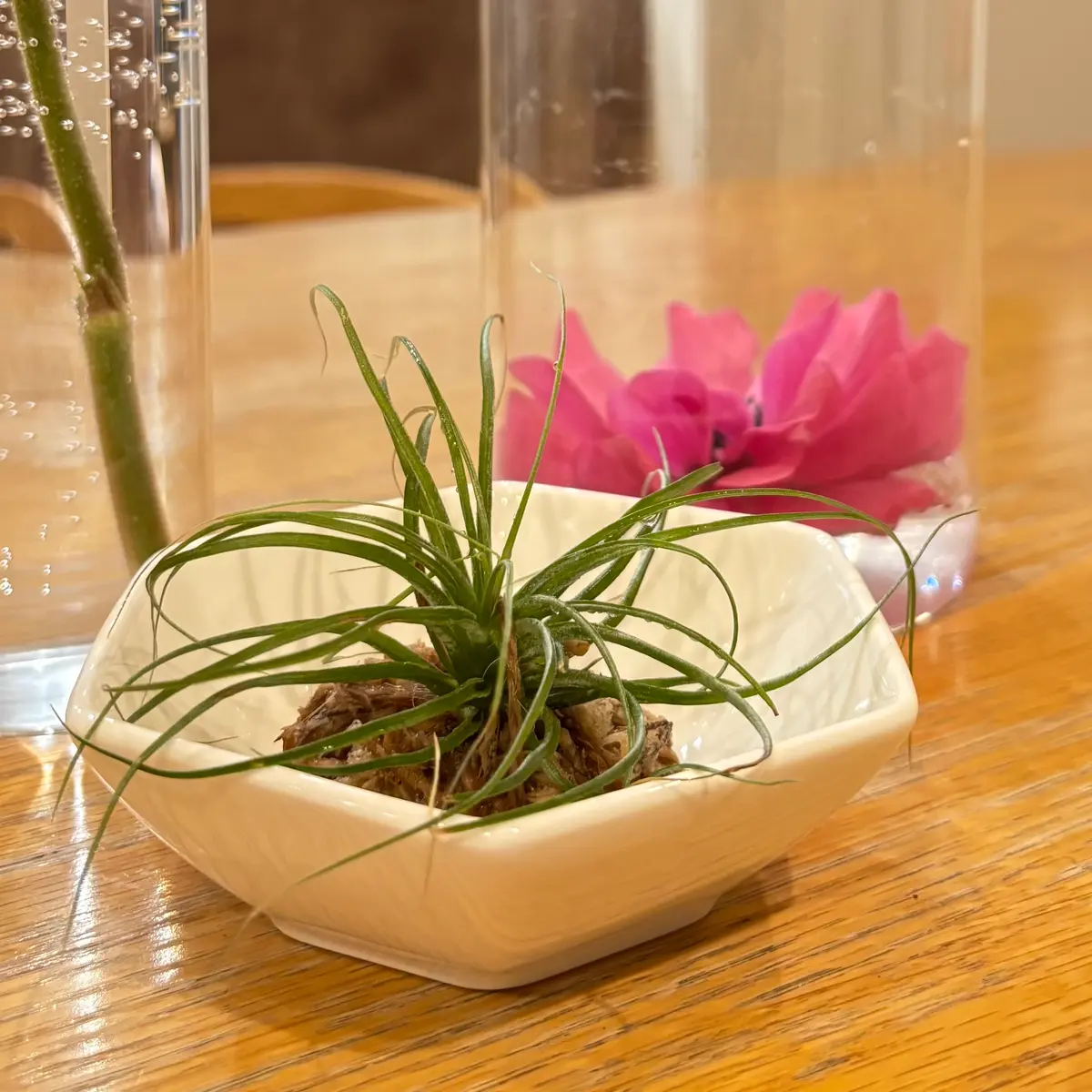 観葉植物 おしゃれ：チランジア エアープランツ*3種セット 多肉植物 