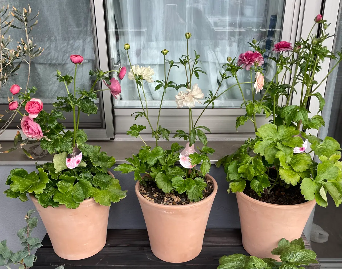 ラナンキュラスラックスをベランダ栽培で大きくしてみる！｜そだレポ