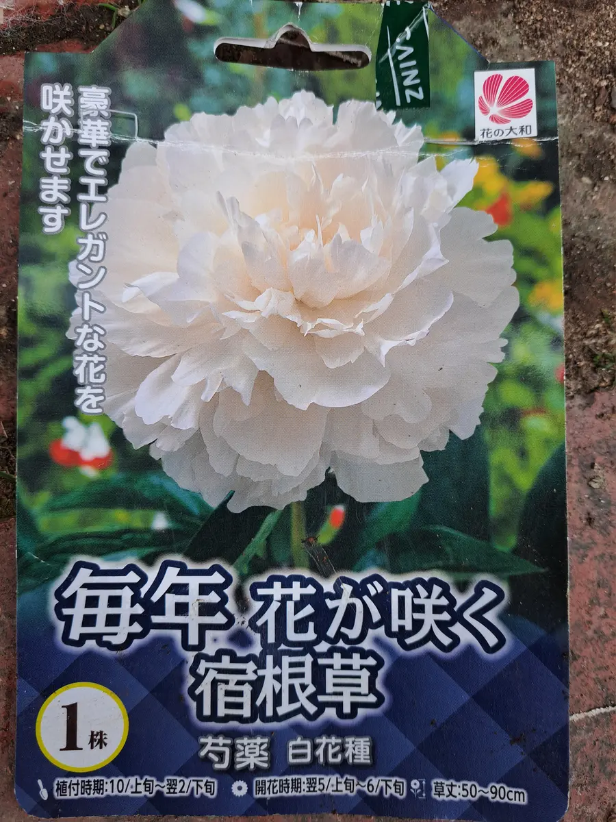 はじめての芍薬(白)の栽培｜そだレポ（栽培レポート）byasu