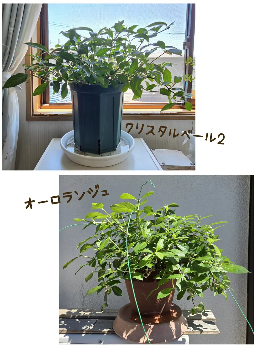 ラグランジア。クリスタルベール2とオーロランジュ。ベビー苗｜そだ