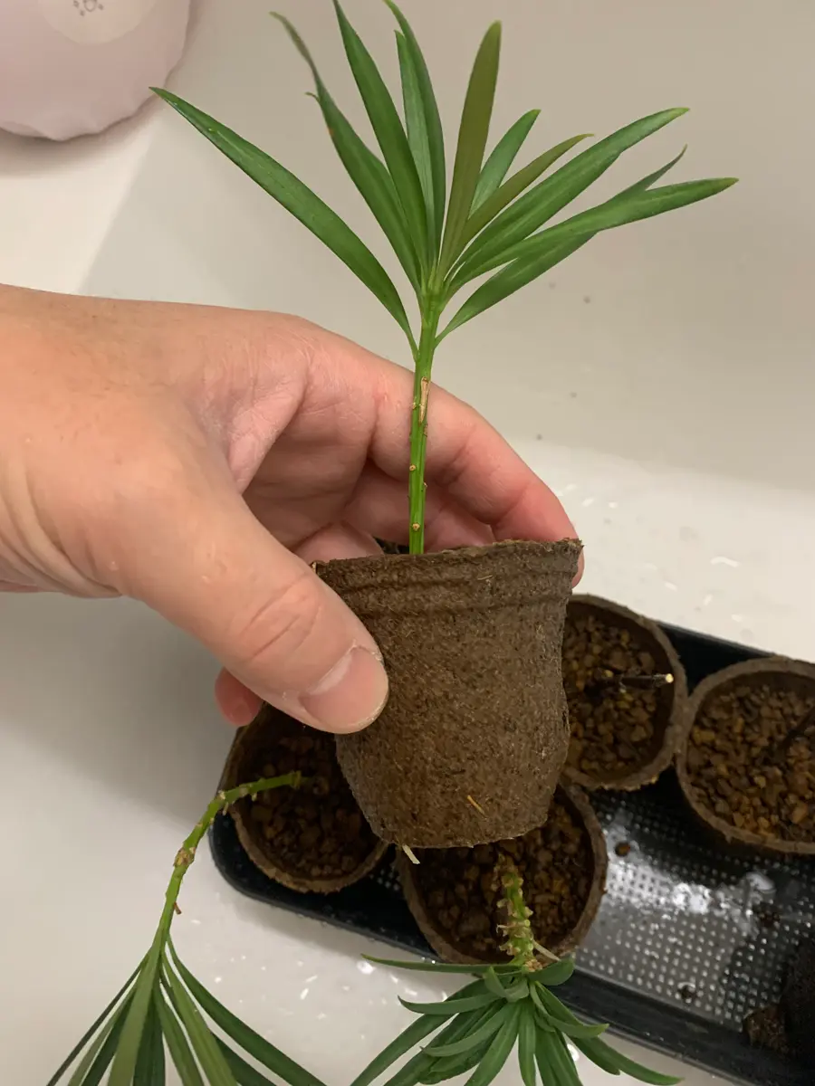 挿し木でイヌマキ（槇）を増やす｜そだレポ（栽培レポート）byともやし