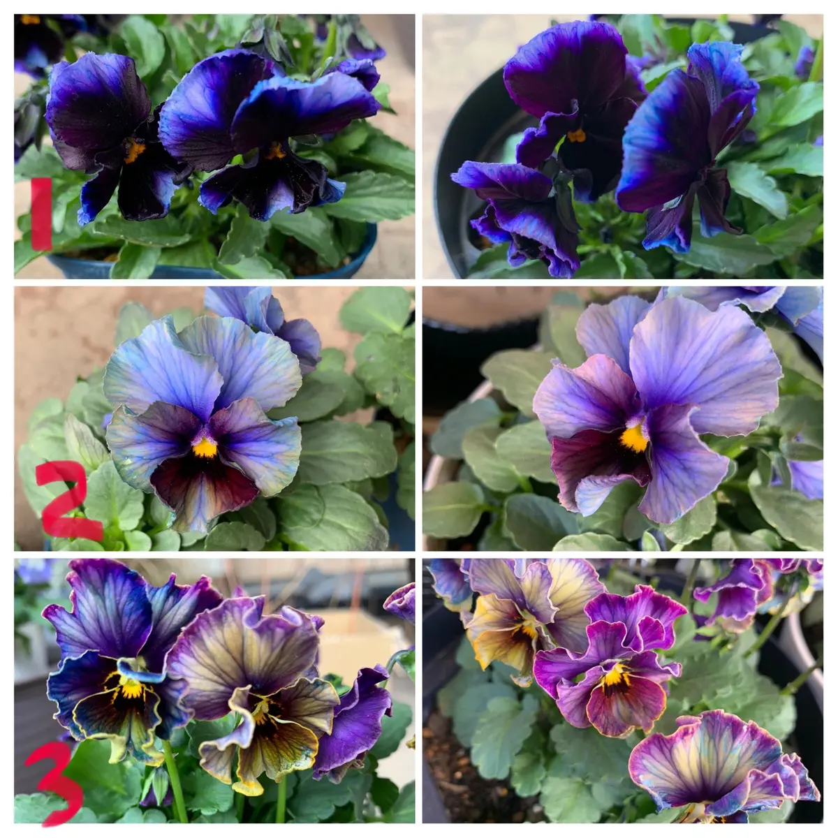 完】ビオラの色変わりの観察【ブルーを応援する会(会員は私だけ)】｜そ