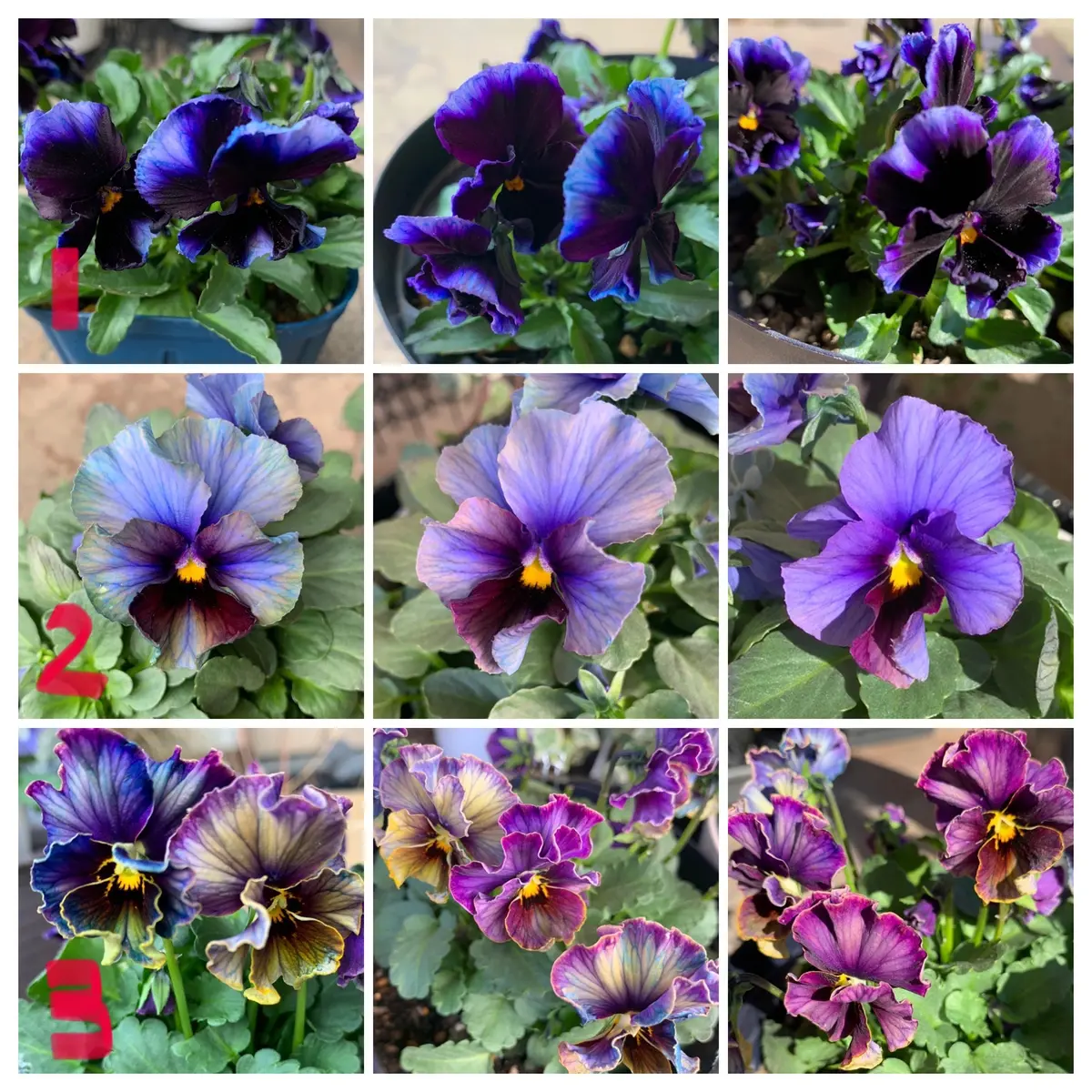 Kuachapo様 変化系ビオラ グリーンファームオンラインショップ｜地域に