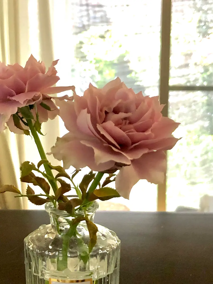 6番7番花？ 《バラ苗、我が家にお迎えしてそろそろ一年❣️》「①【中