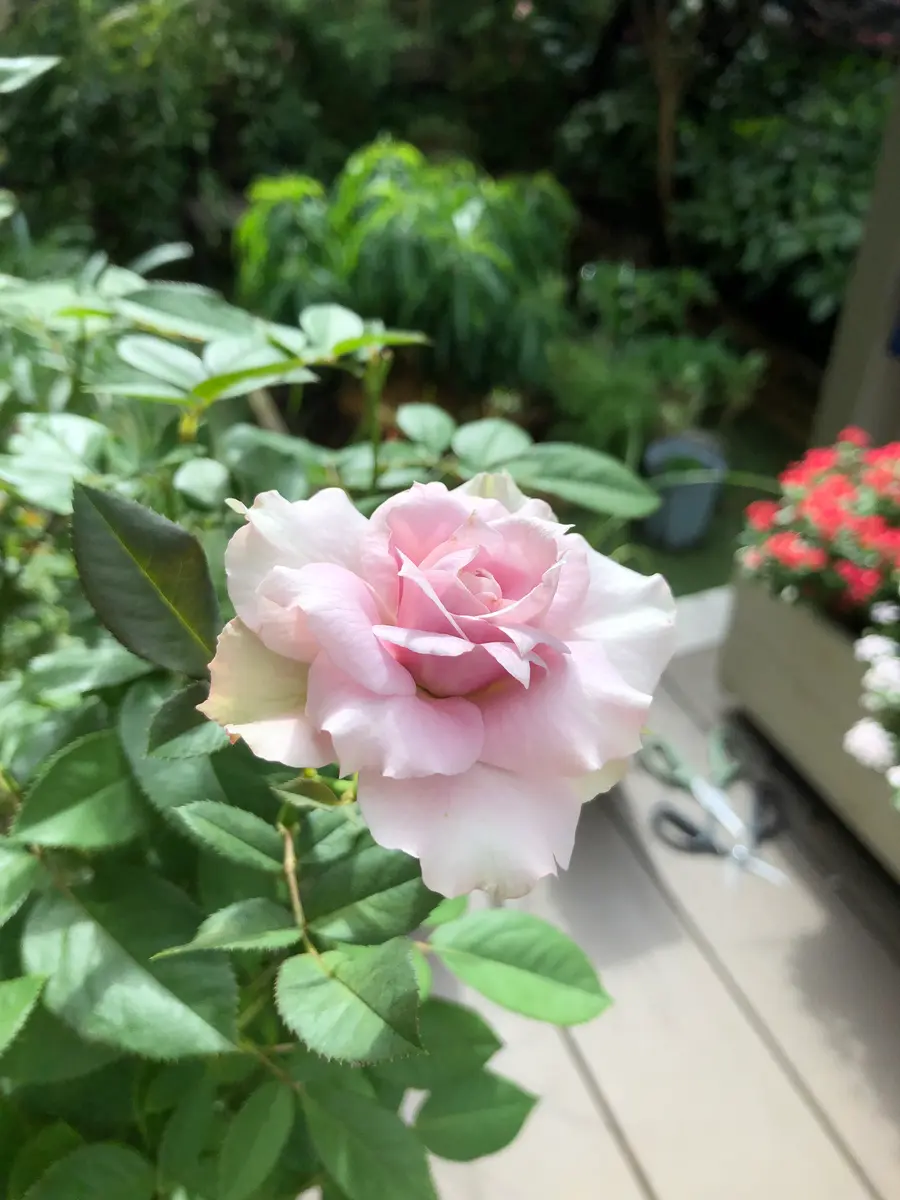 薔薇接木苗 開花株 【公式通販】