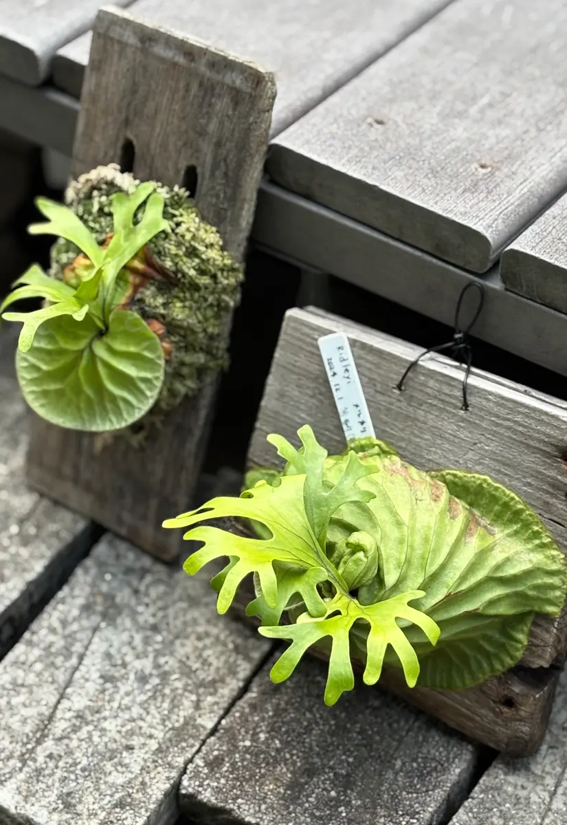 胞子培養ビカクシダをプラグ苗から育てる｜そだレポ（栽培レポート