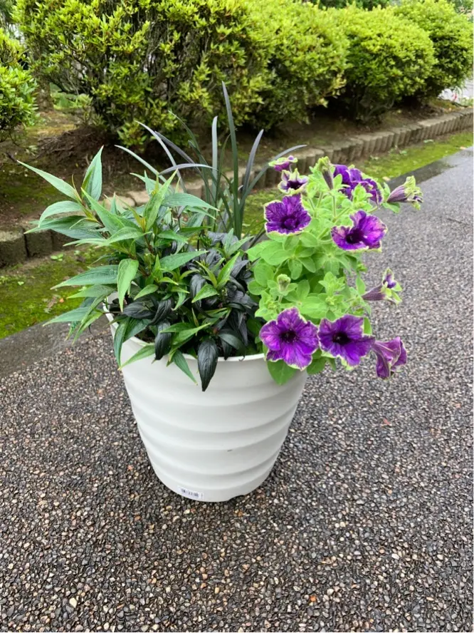 寄せ植えの成長記録(ビオラ、ブルネッティー、マジックドラゴン、黒竜