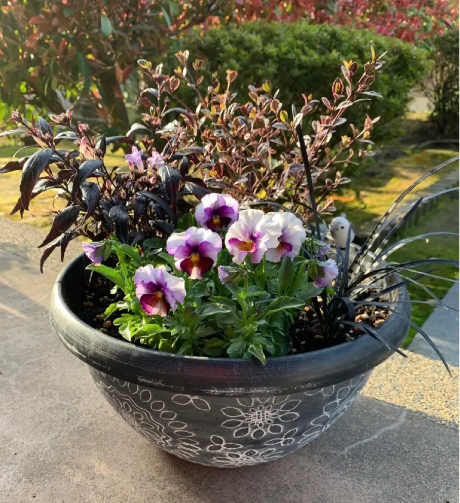 寄せ植えの成長記録(ビオラ、ブルネッティー、マジックドラゴン、黒竜