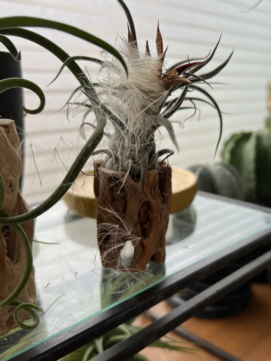 チランジアを種から育てる｜そだレポ（栽培レポート）bymountains