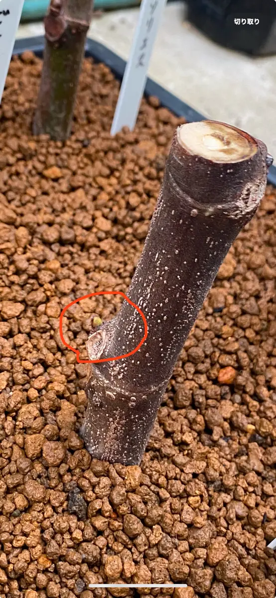 山岳 いちじく穂木 メルカリで買ったイチジクの穂木で挿し木に挑戦｜そだレポ（栽培