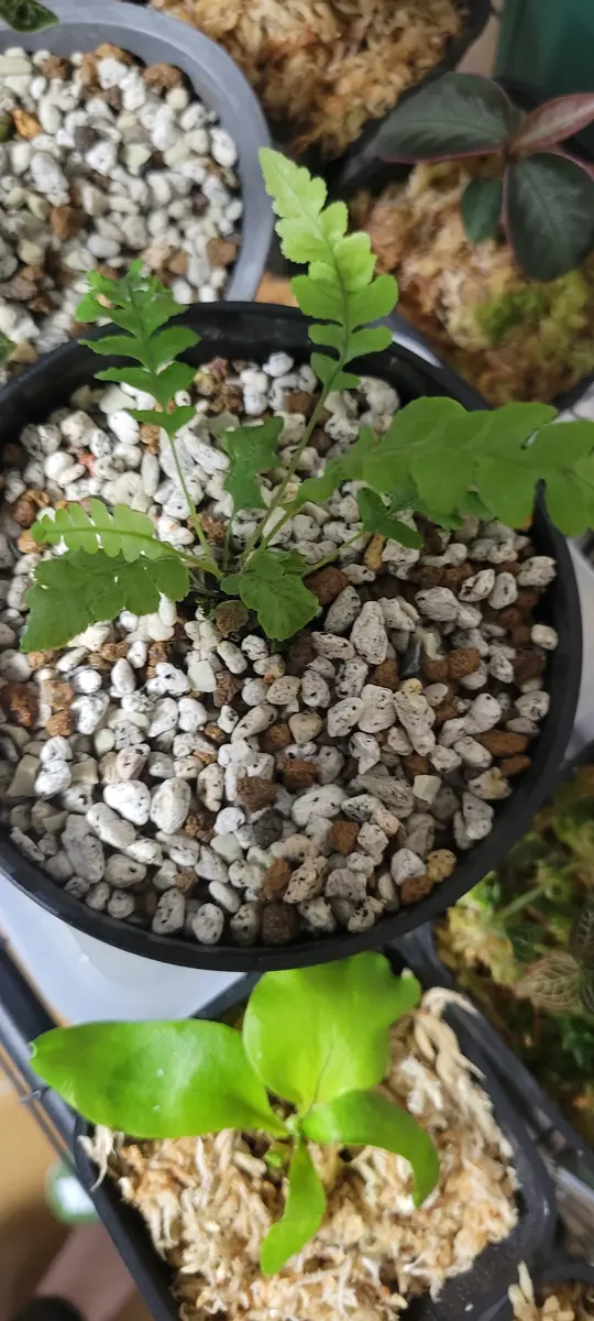植物好き男 | Blechnum obtusatum var. obtusatum ブレクナム