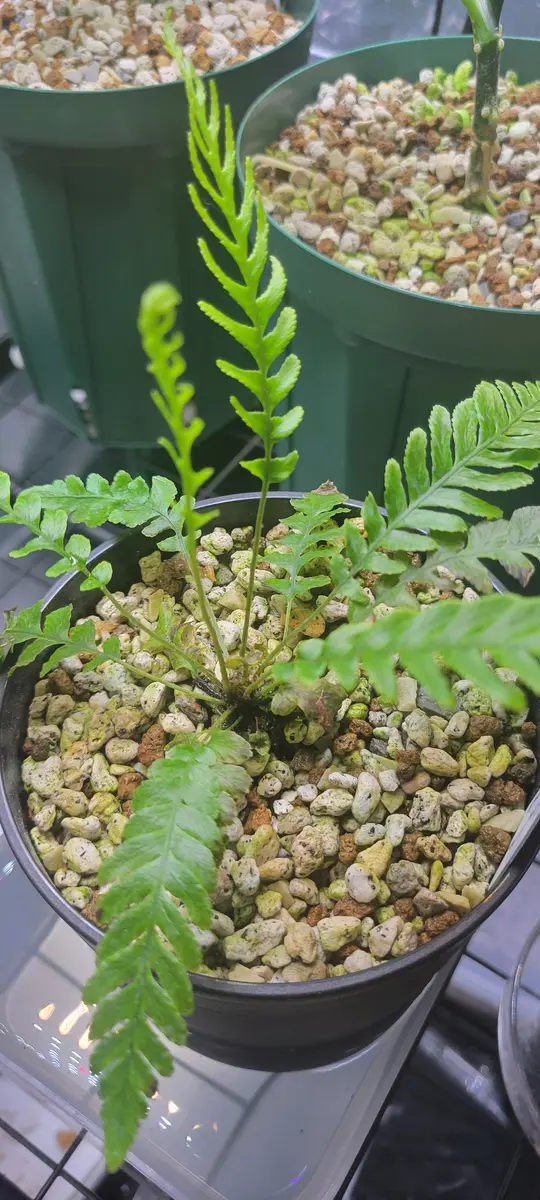 植物好き男 | Blechnum obtusatum var. obtusatum ブレクナム