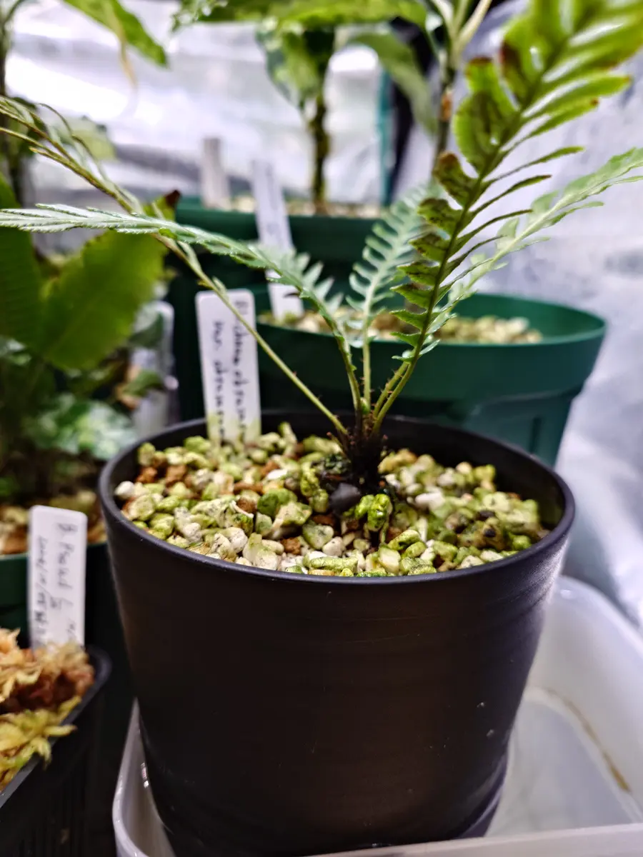 【超特価】 オブオブことブレクナムオブツサタムvar.オブツサタムの栽培記録 水草
