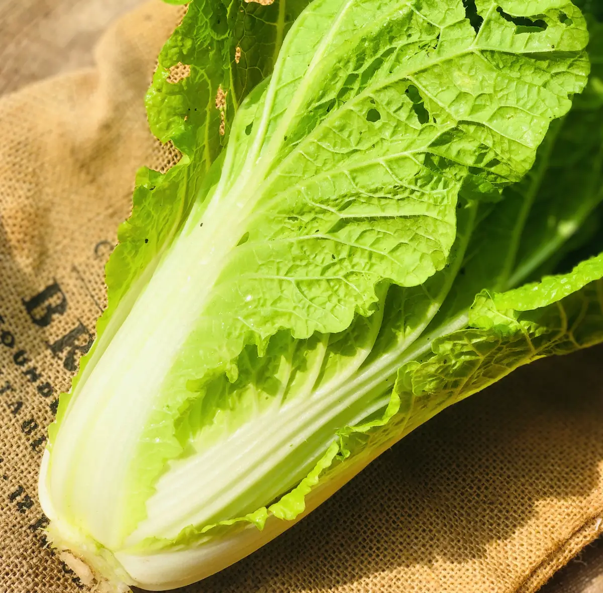 ミニ白菜冬蒔き/夏蒔き/秋蒔き｜そだレポ（栽培レポート）by漣_