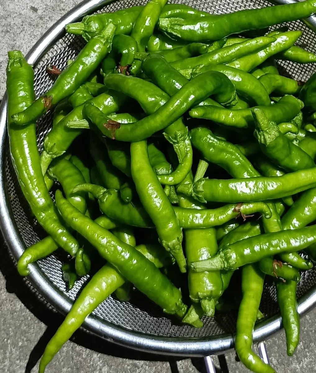 完〉2025春 種からトウガラシ(伏見甘長トウガラシ)～その1～｜そだレポ