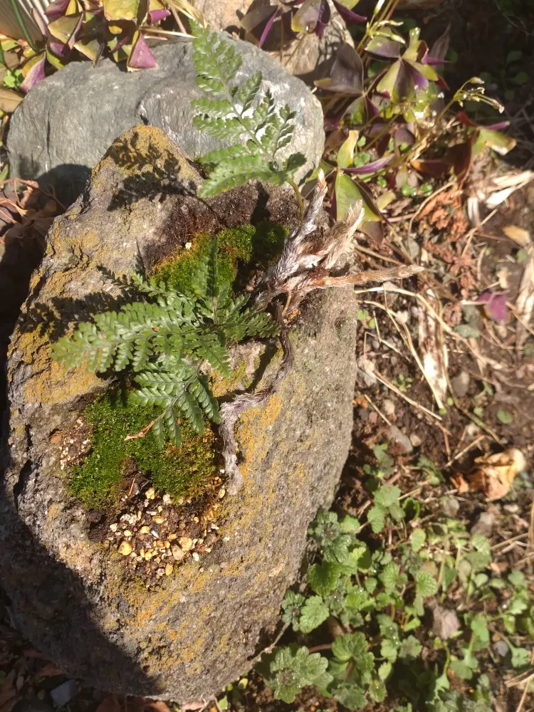 トキワシノブ植え替えと株分け｜そだレポ（栽培レポート）byナベ金