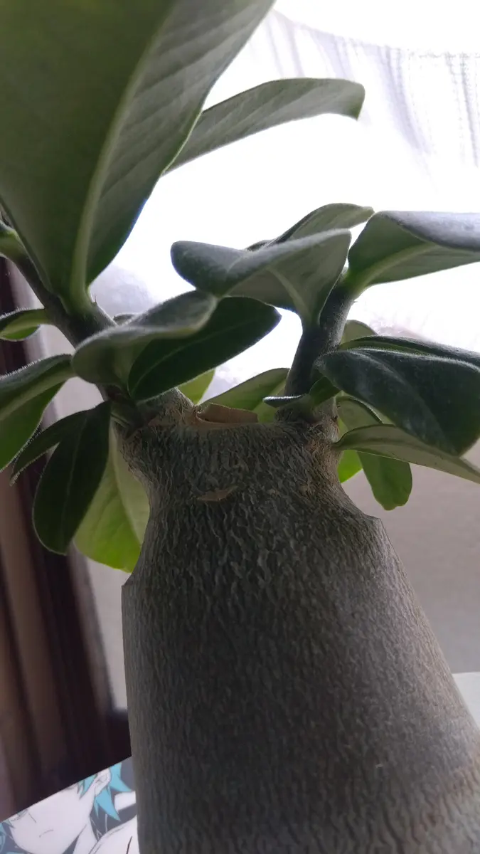 ディソカクタス アマゾニカス 挿し木 ディソカクタス属 (Disocactus