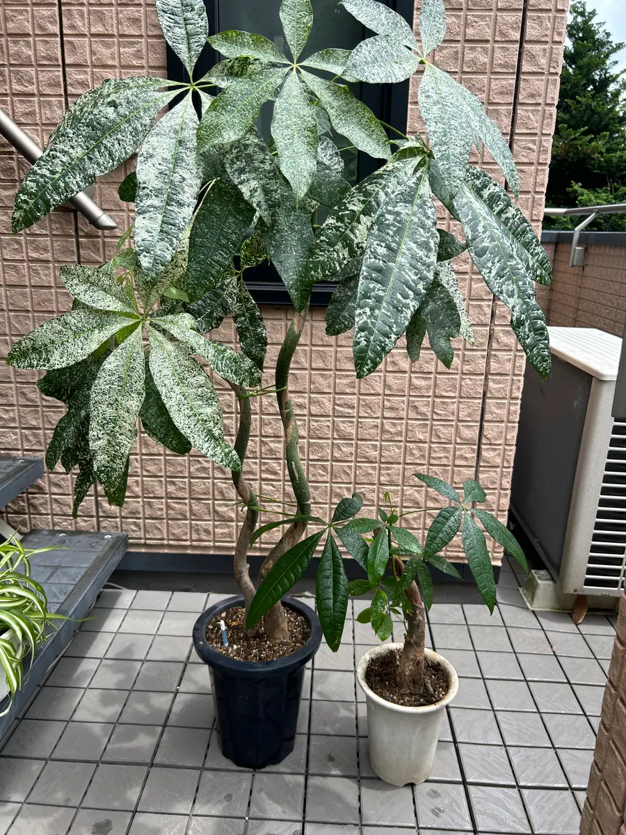 パキラ ミルキーウェイ 10 楽天市場】【全品P10倍☆10/13 0:00 パキラ ミルキーウェイ 10 楽天市場】【全品P10倍☆10/13 0:00