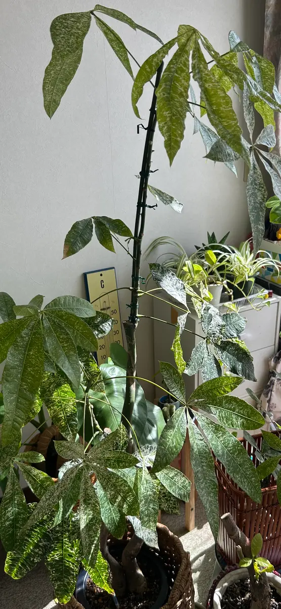 パキラ ミルキーウェイ 20 パキラ ミルキーウェイ 実生【748