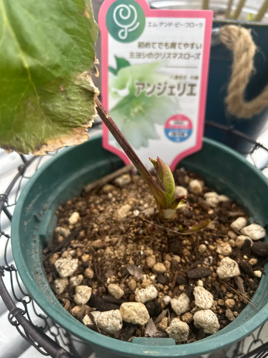 3号ポット苗からクリスマスローズを育てる。｜そだレポ（栽培レポート