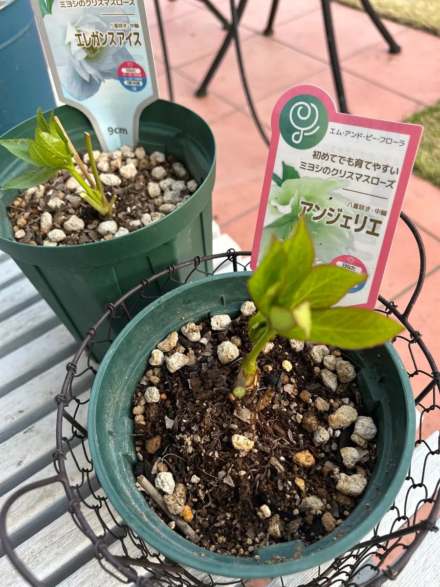 3号ポット苗からクリスマスローズを育てる。｜そだレポ（栽培レポート