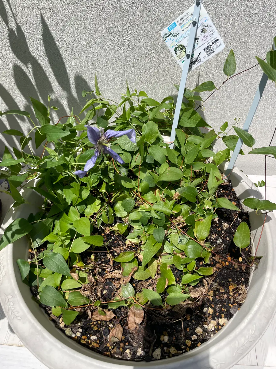 クレマチスの種　サンプル　例 クレマチスシリーズ 2024 No.27】クレマチスの種プレゼント♪ - YouTube