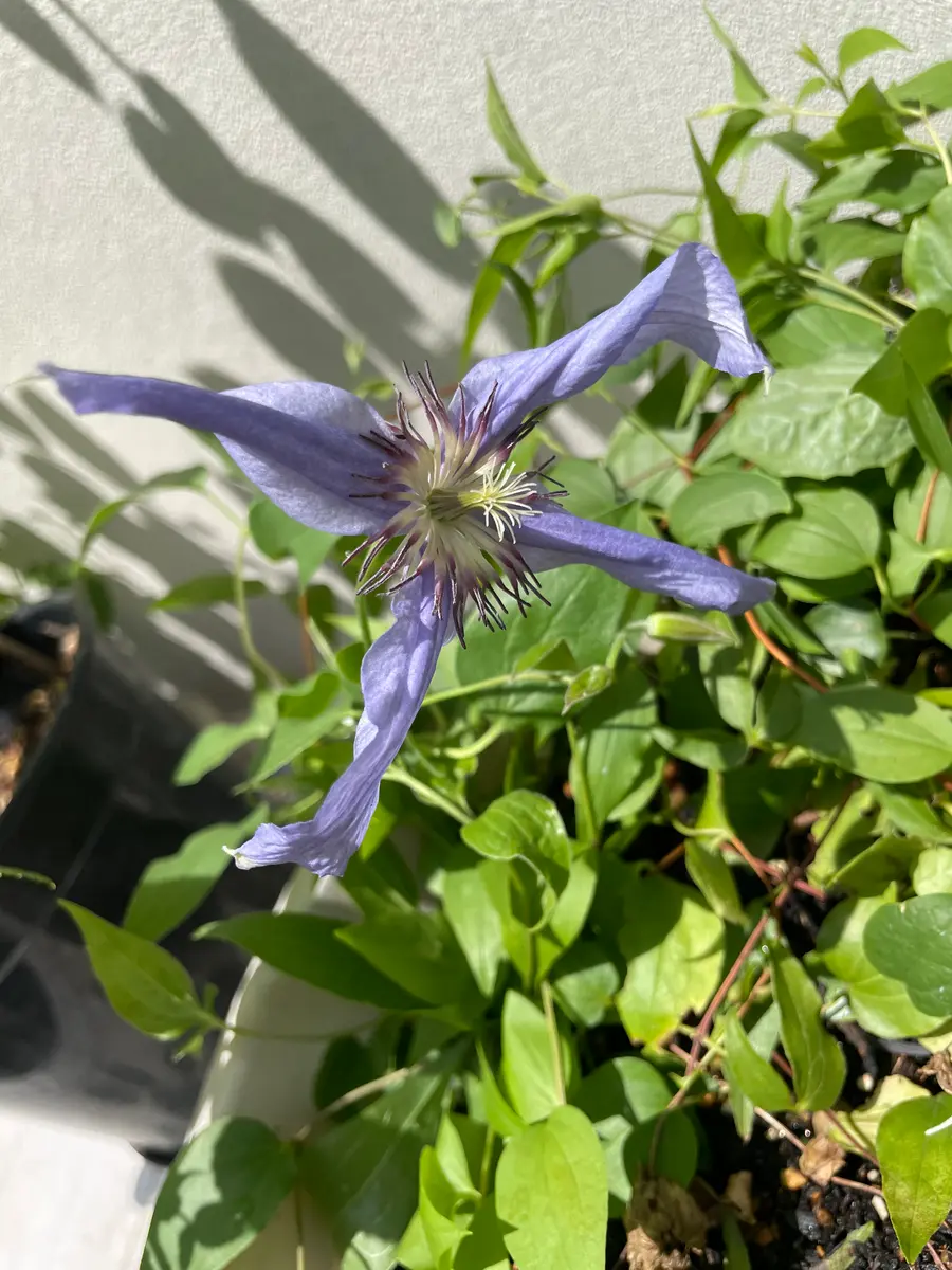 クレマチスの種まき｜そだレポ（栽培レポート）bytama｜みんなの趣味の園芸