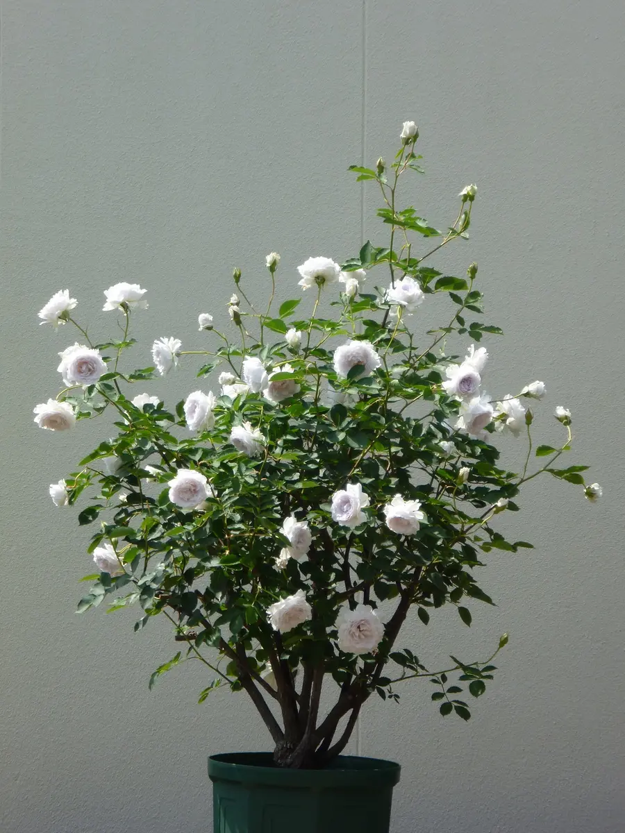【一番花終了／弱剪定済／抜き苗】ガブリエル②　薔薇　正規品　２年苗　ラベルあり ガブリエル（2022新苗）4年目｜そだレポ（栽培レポート