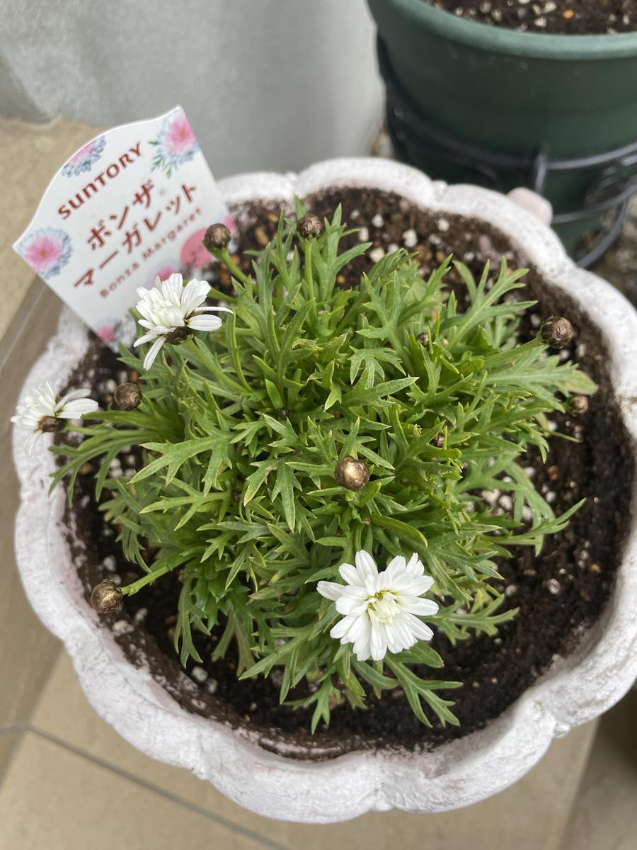 9/20 【✨お部屋のワンポイントに！ マーガレット畑の大草原 