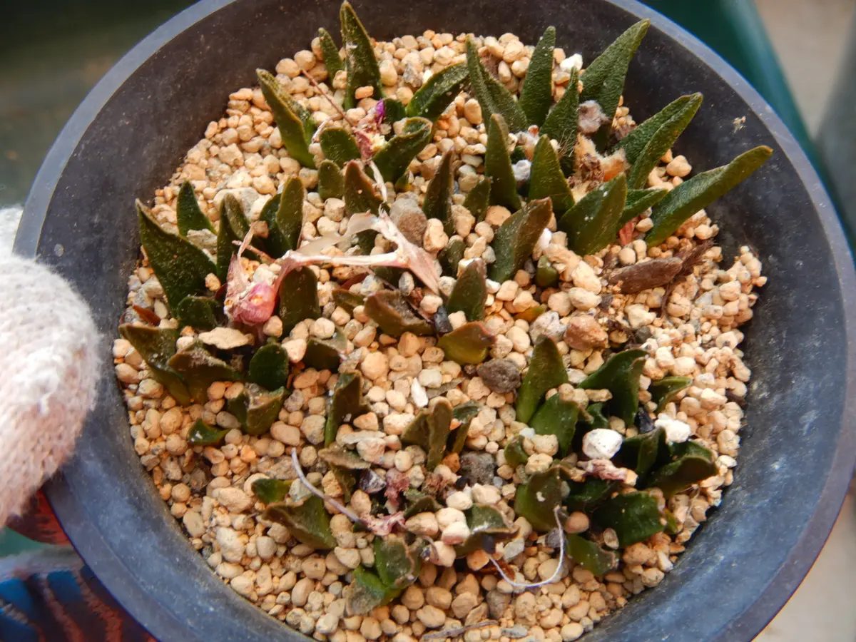 サボテン（牡丹類）の植え替え｜そだレポ（栽培レポート）byどんぐら