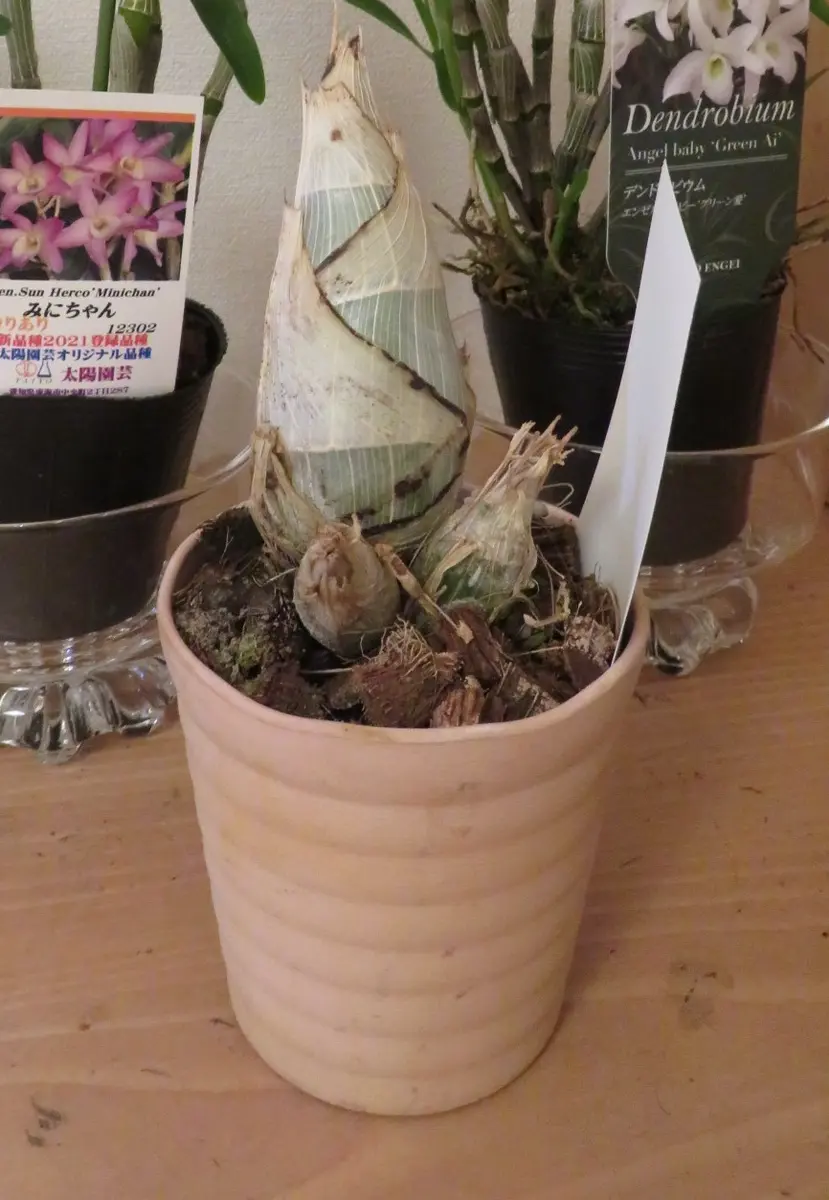 たけのこの蘭：夏はちゃんこ、冬は減量｜そだレポ（栽培レポート）byく