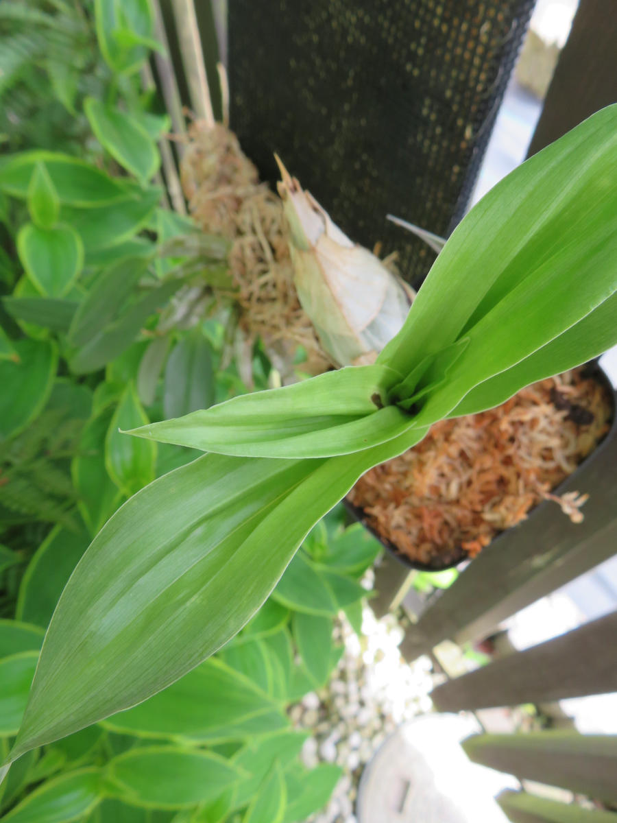 たけのこの蘭：夏はちゃんこ、冬は減量｜その他の植物のそだレポ（栽培