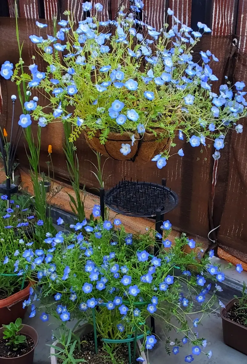 ネモフィラをハンギングにしてみる｜そだレポ（栽培レポート）byりった