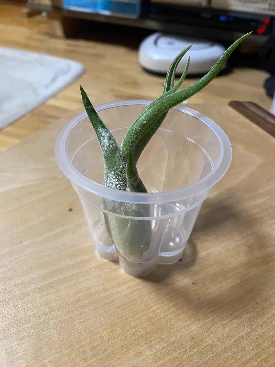 チランジアカプトメデューサ巨大化計画?｜そだレポ（栽培レポート）by