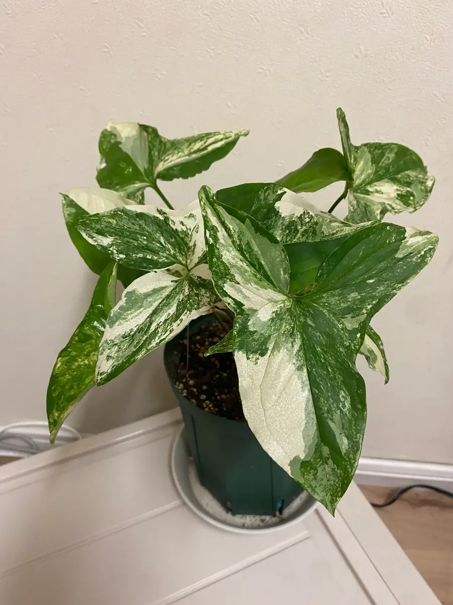 超稀少】斑入り シンゴニウム スクランブルエッグ 親株 Syngonium