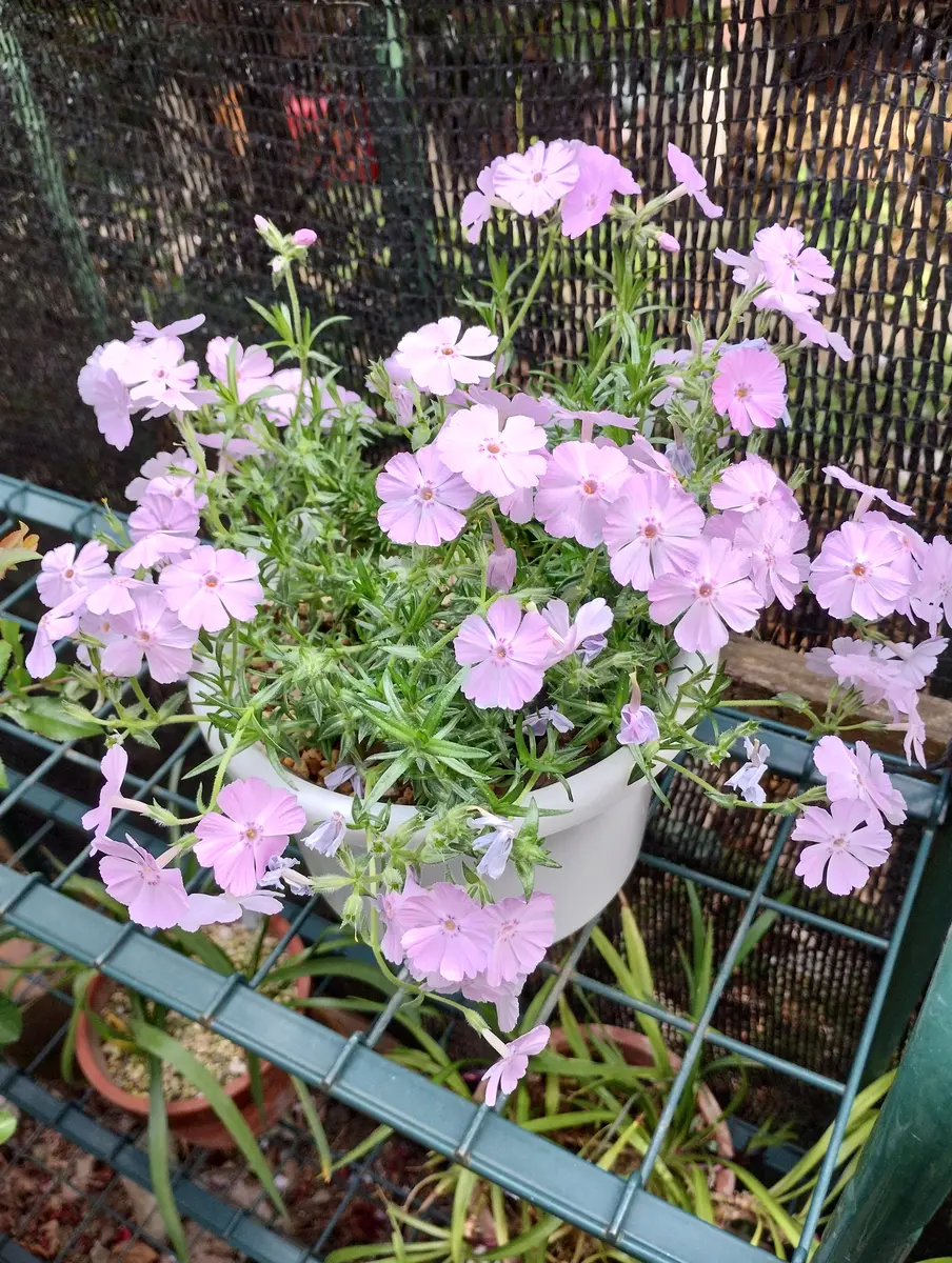 芝桜オーダーページ 芝桜 薄紫 オーキッドブルーアイ 写真素材 [ 1354646 ] - フォト