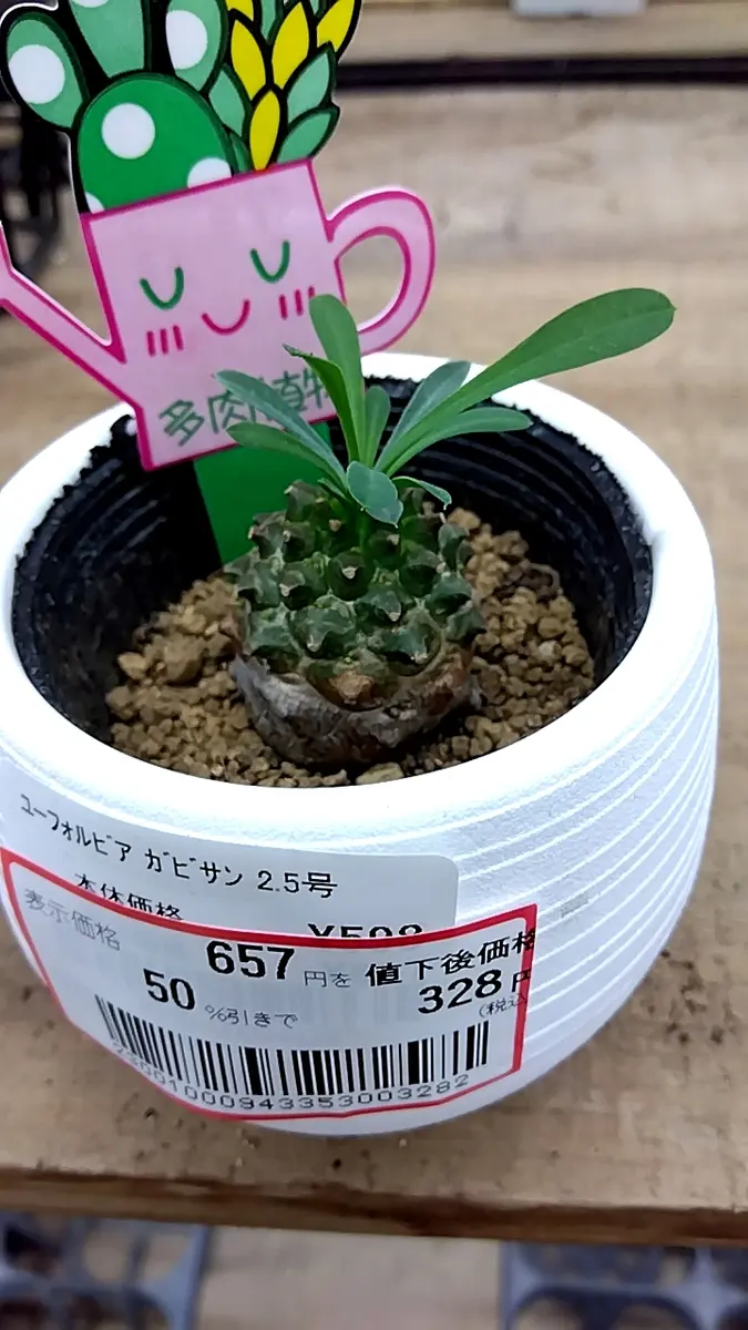 見切り品ガビザン🍍｜そだレポ（栽培レポート）by桜雨｜みんなの趣味の園芸