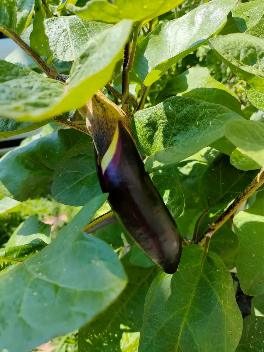 長なすをタネから育てる｜そだレポ（栽培レポート）byいちごらっぱ