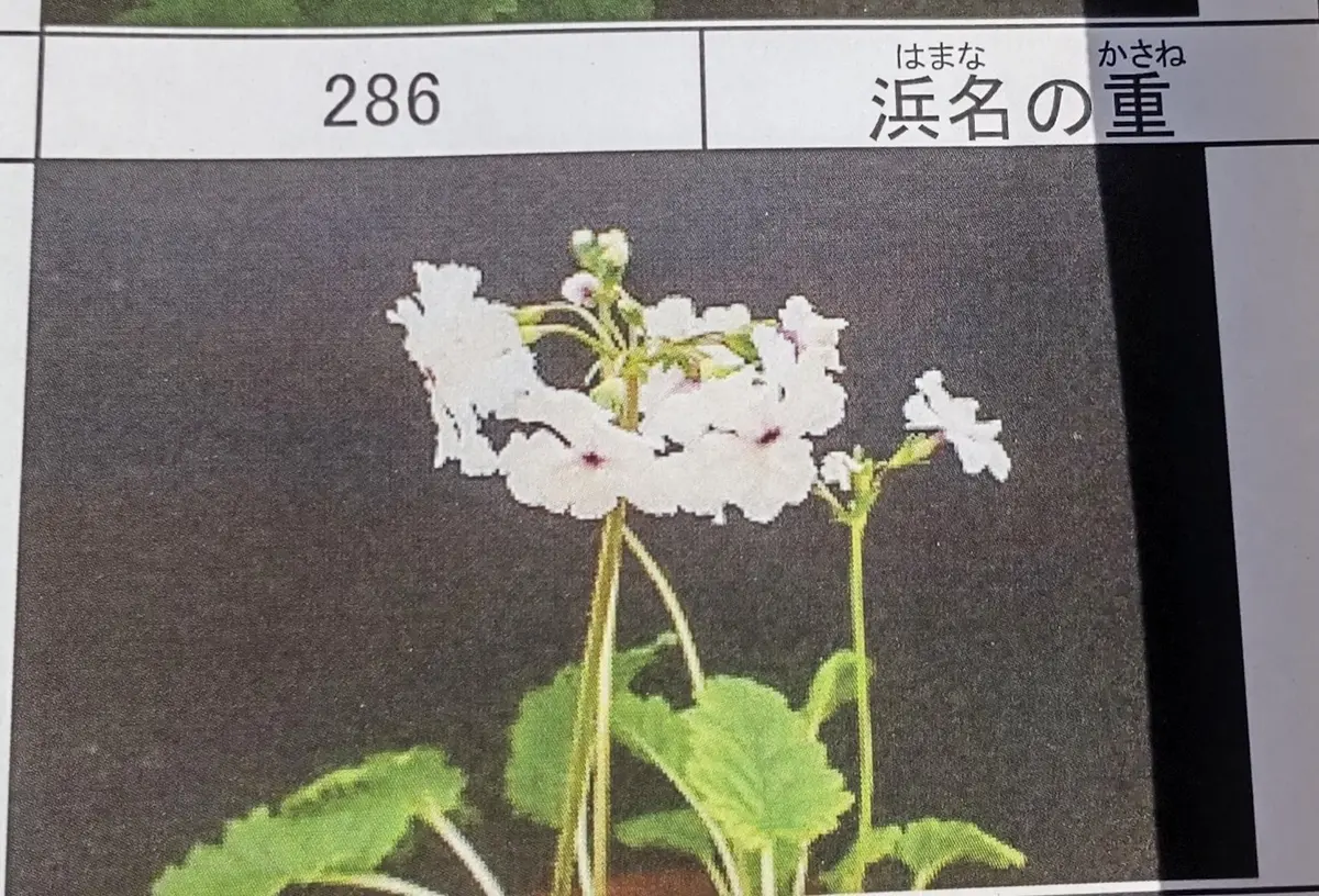 先ずは花を咲かせてみたい。(*^^*)💕｜そだレポ（栽培レポート