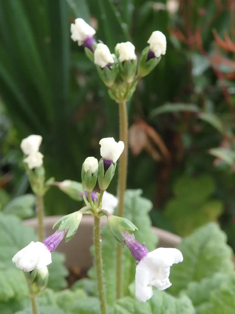 先ずは花を咲かせてみたい。(*^^*)💕｜そだレポ（栽培レポート