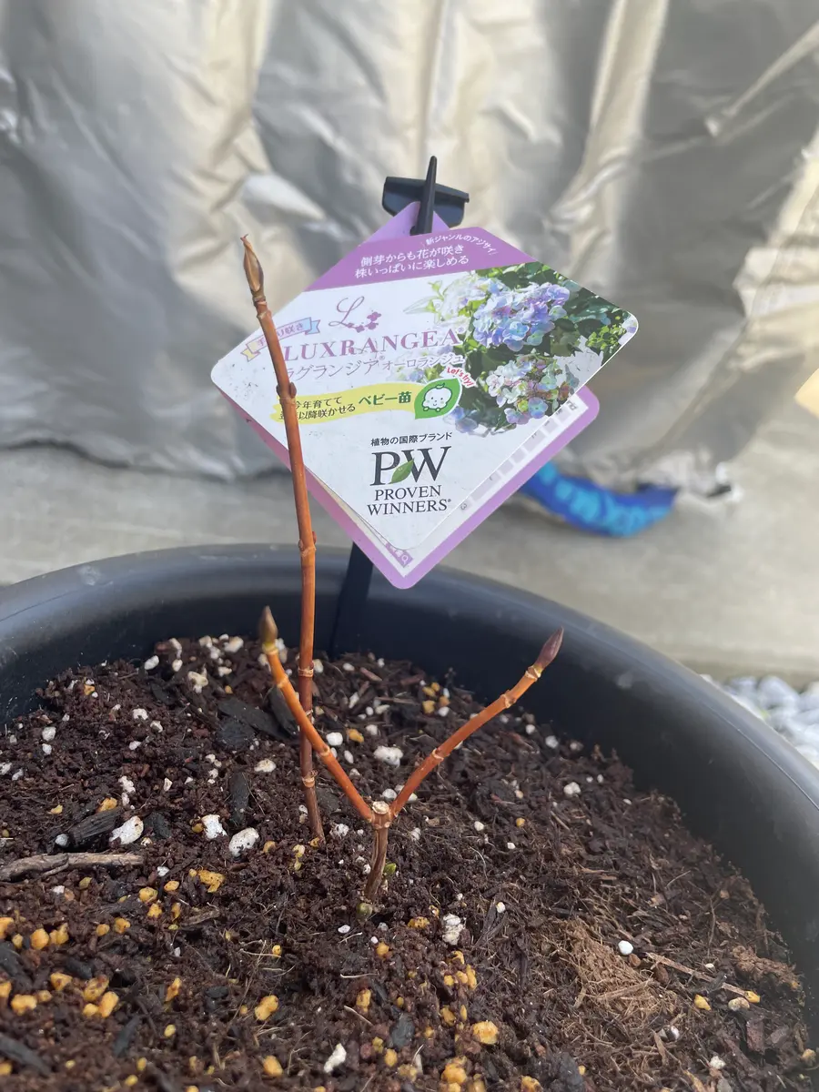 ベビー苗成長比較！～ラグランジア～｜そだレポ（栽培レポート）by七原
