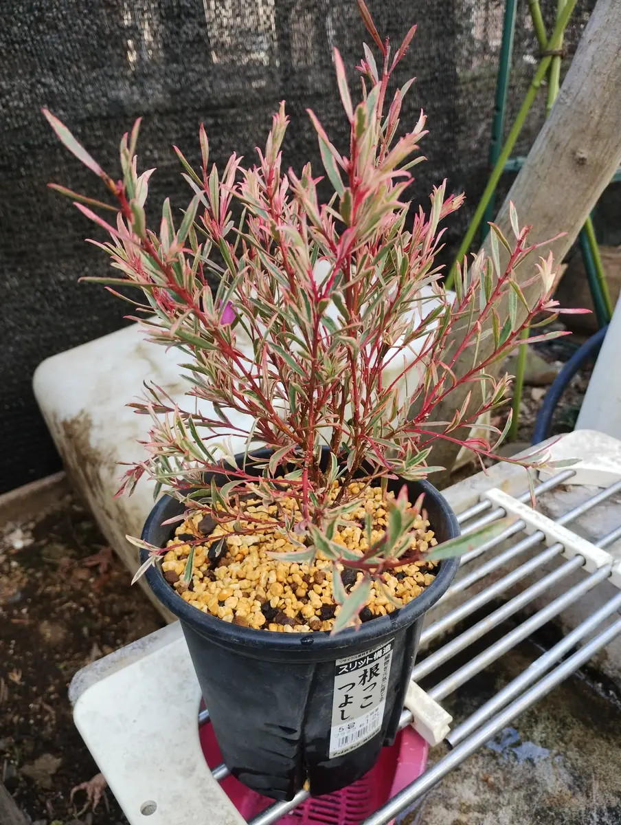 ユーフォルビア ハドラマウチカ 種子5粒 新鮮 Euphorbia hadramautica