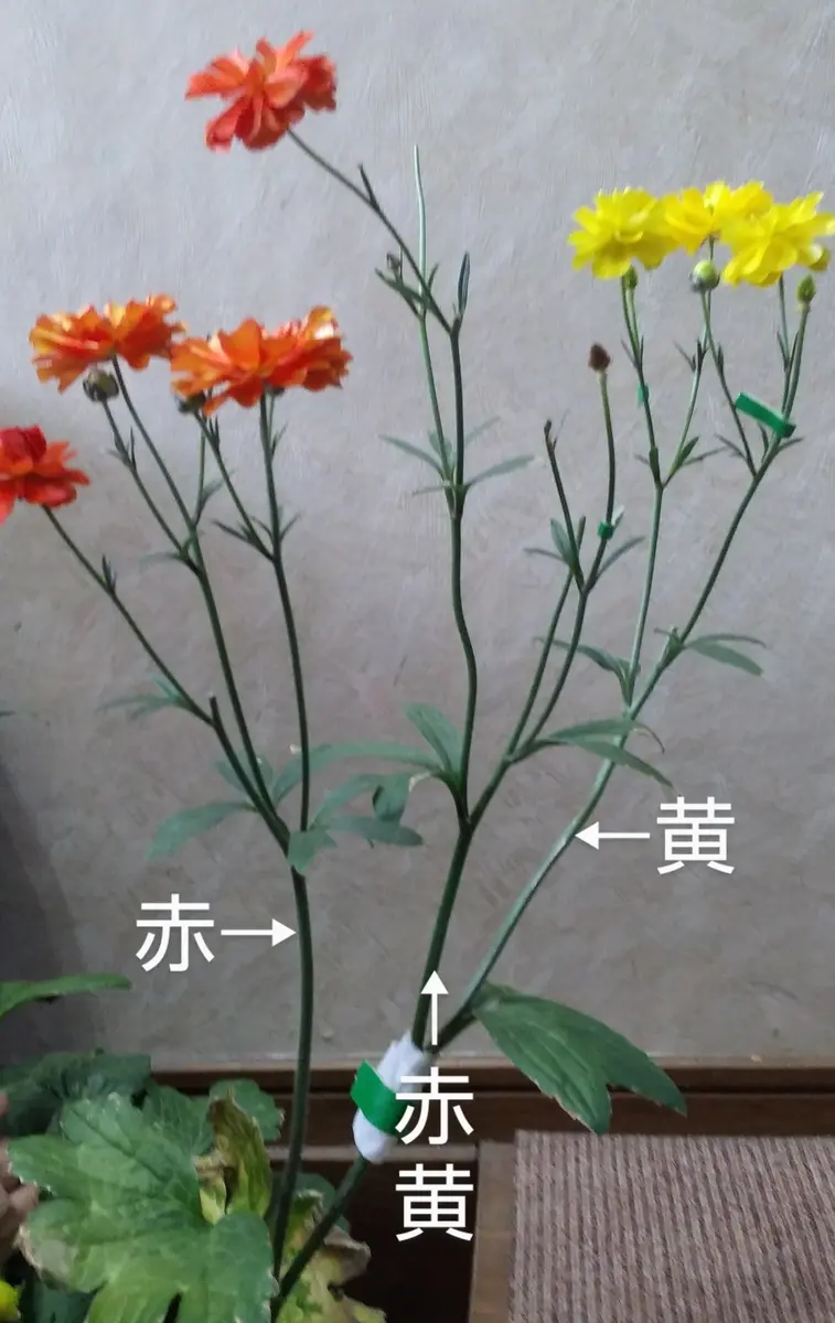ミノアンのキメラの記録｜そだレポ（栽培レポート）byはるひ12