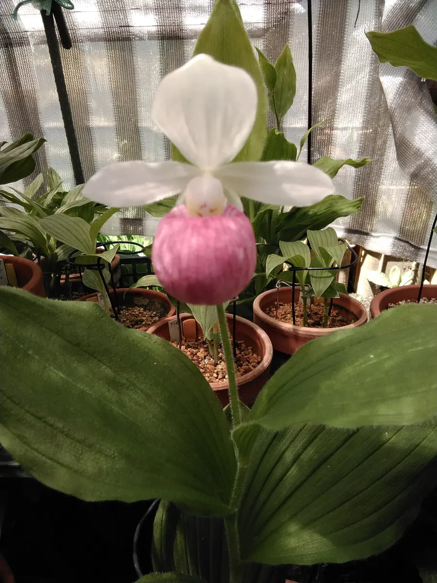 山野草 希少斑入り 礼文アツモリソウ 山野草 キバナノアツモリソウ