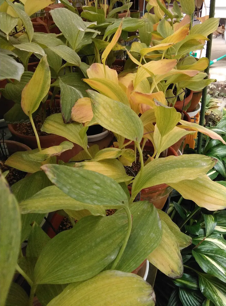 レブンアツモリソウ本当にこれで栽培してます。｜そだレポ（栽培