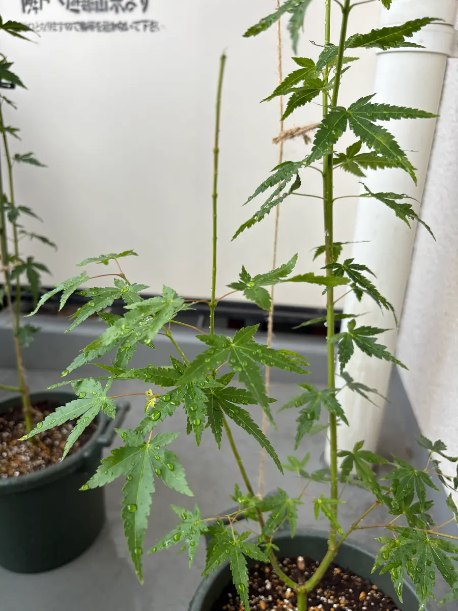 もみじ　かえで　植木　ガーデニング　直接取引　コンビニで もみじ かえで 植木 ガーデニング 直接取引 コンビニで もみじ