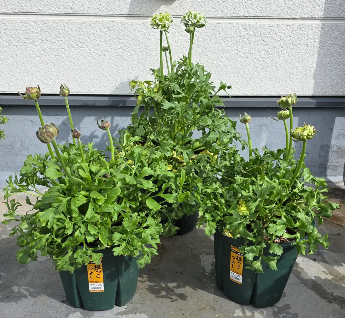 ラナンキュラスポンポンの1年間｜そだレポ（栽培レポート