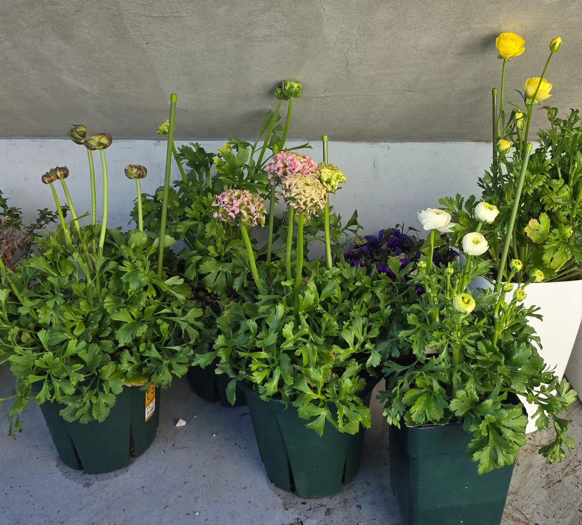 ラナンキュラスポンポンの1年間｜そだレポ（栽培レポート