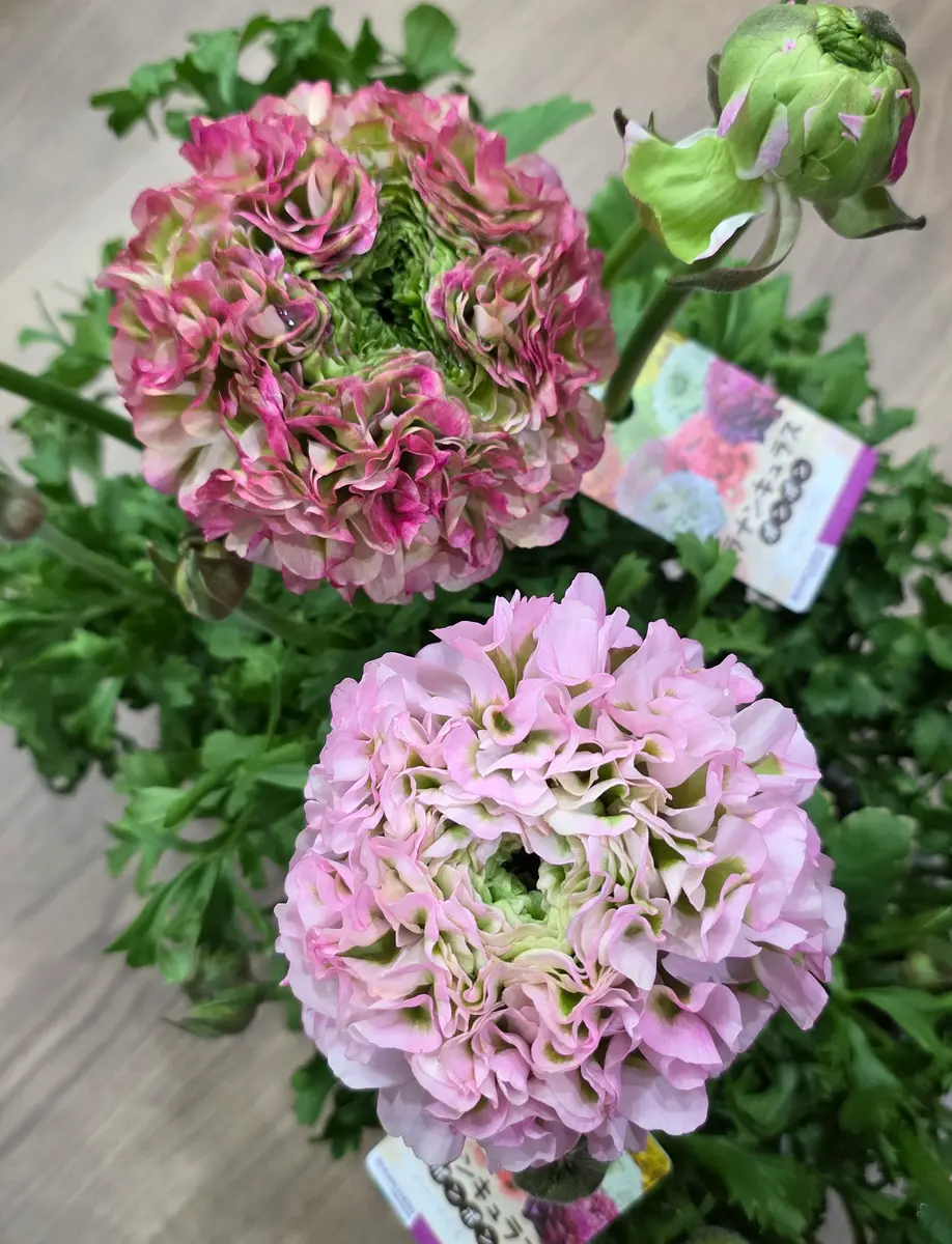 限定1セット❗ラナンキュラスラックスポンポン沢山❗鉢には2〜3位球根