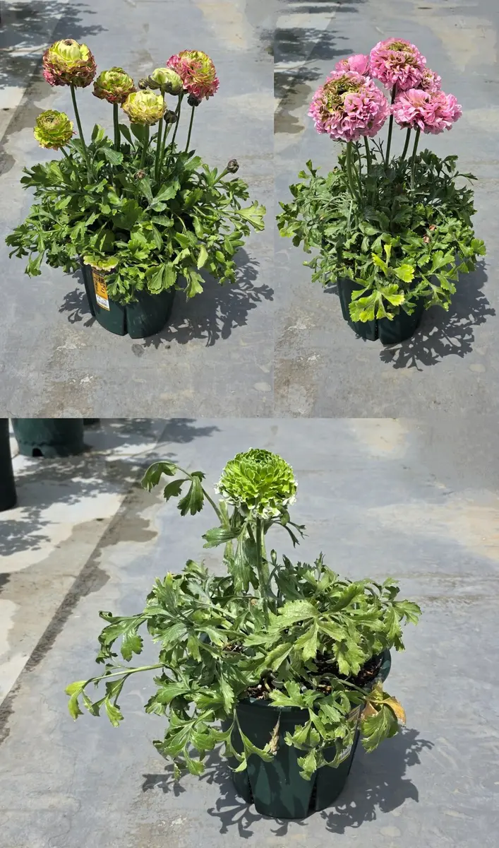 大苗 ラナンキュラス ポンポン『キャンディ』10号 土を植替えスリット鉢で発送♪ ラナンキュラス 